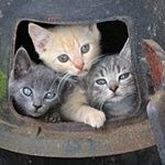 kittens_zpsbwzteucf.jpg