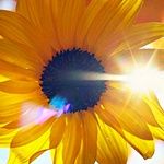 sunflower_zps7996113e.jpg