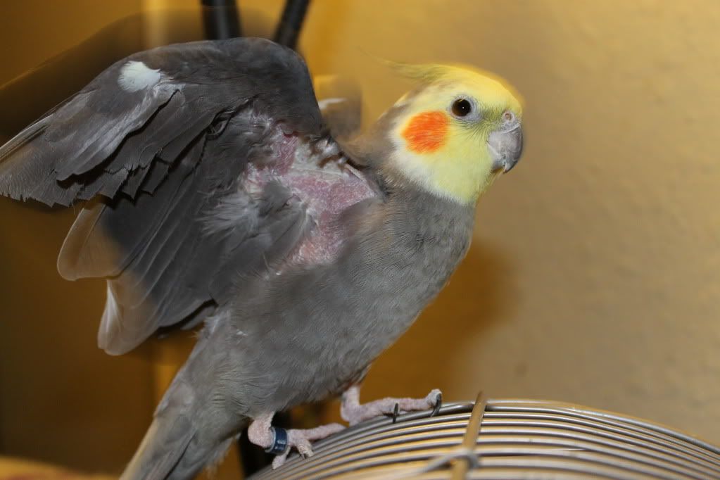 Sin Of Sex Cockatiels Losing Feathers Around The Beak