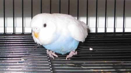 blinky211.jpg