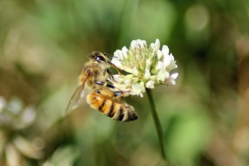 IMAGE: http://i220.photobucket.com/albums/dd84/bulldogg77/flowers/IMG_6919.jpg