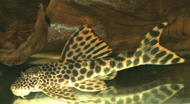 Leopard Plecostomus