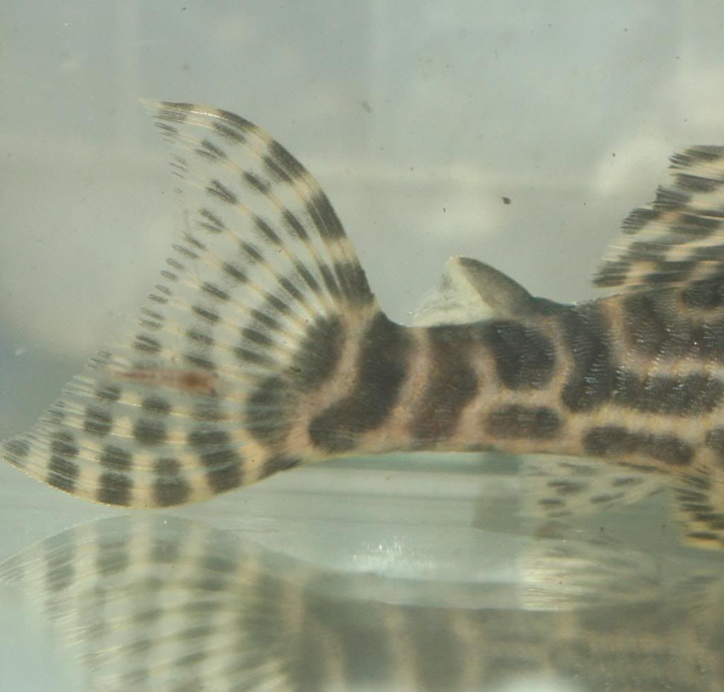 adult333femaletail.jpg