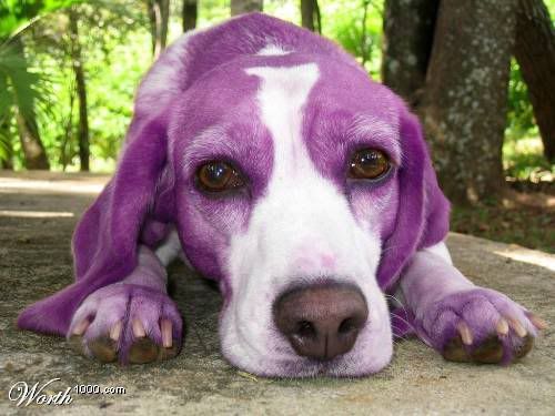 Purpledog.jpg
