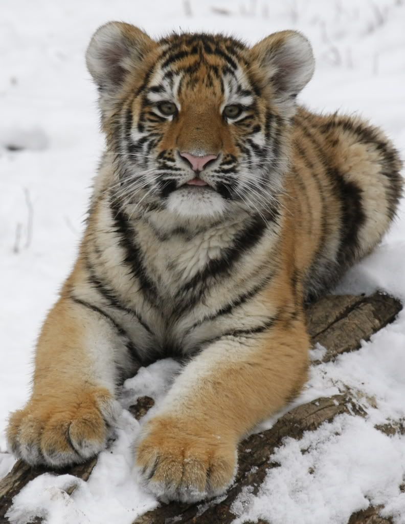 IMAGE: http://i220.photobucket.com/albums/dd9/patlannon/BFLO%20Zoo/TigerCubsatthezoo_0636.jpg