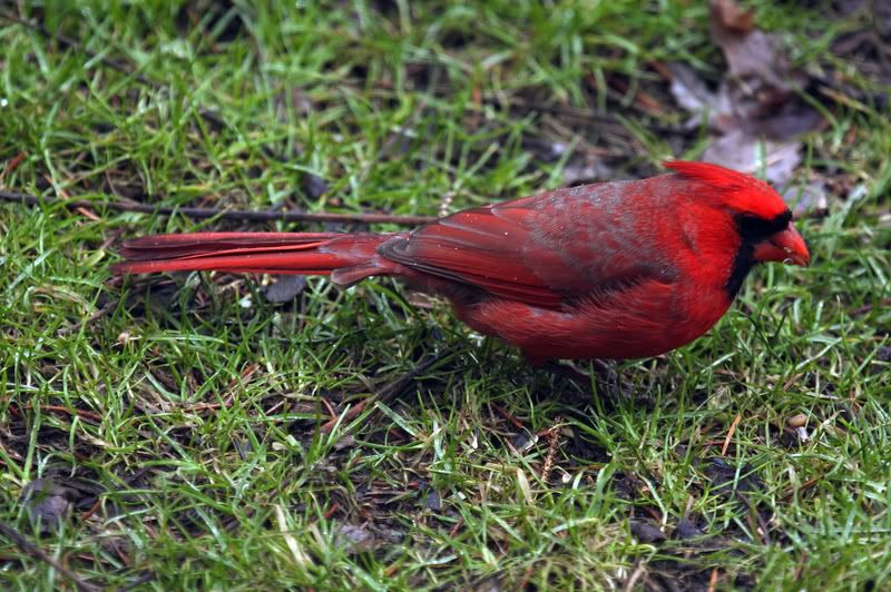IMAGE: http://i220.photobucket.com/albums/dd9/patlannon/MaleCardinal_MG_4024.jpg