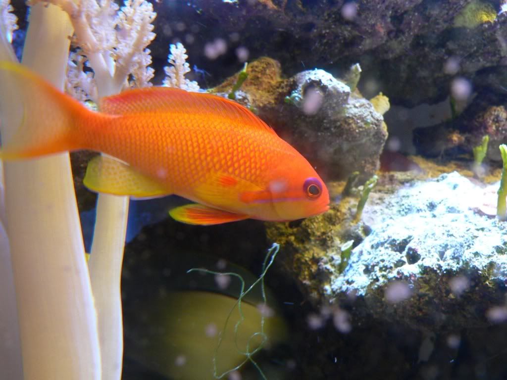 blue eyed anthias