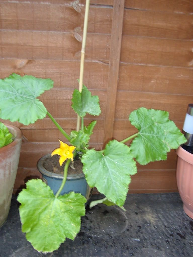 DSC00499.jpg