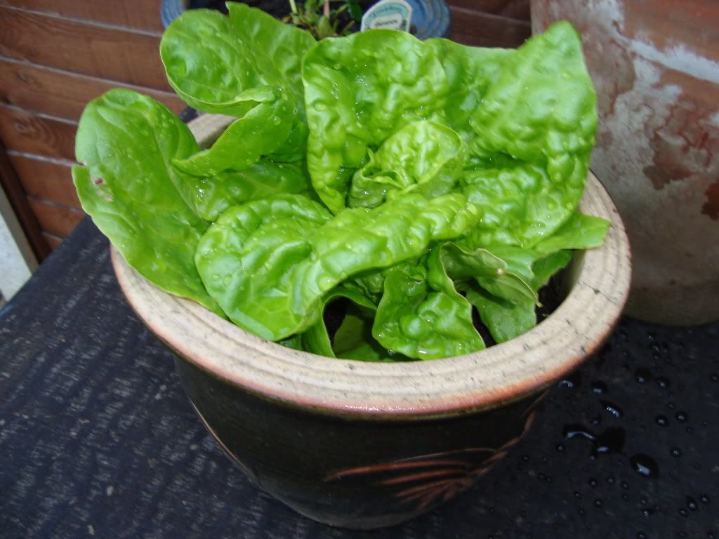 DSC00501.jpg