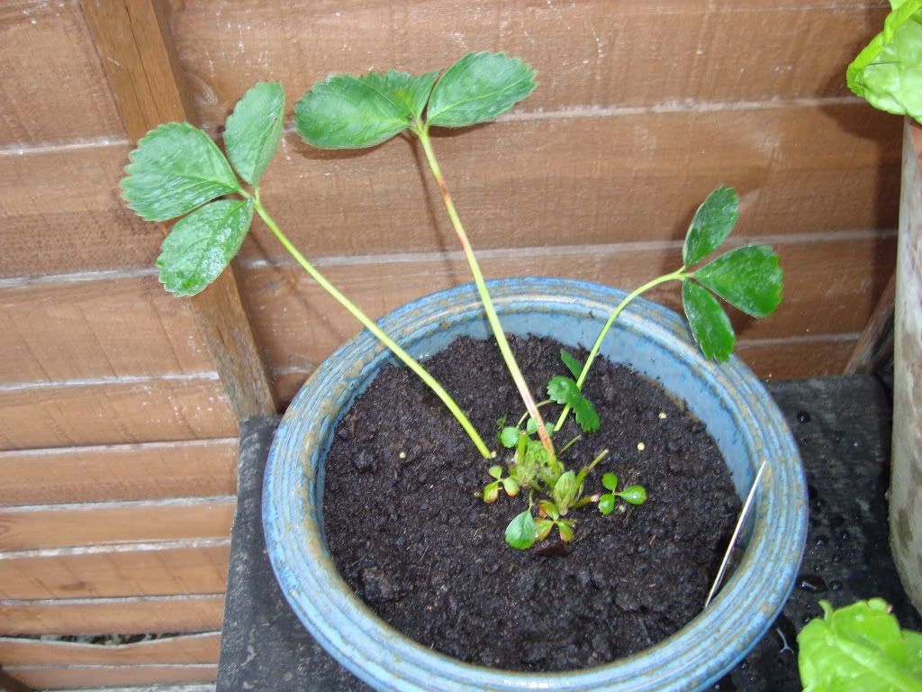 DSC00505.jpg