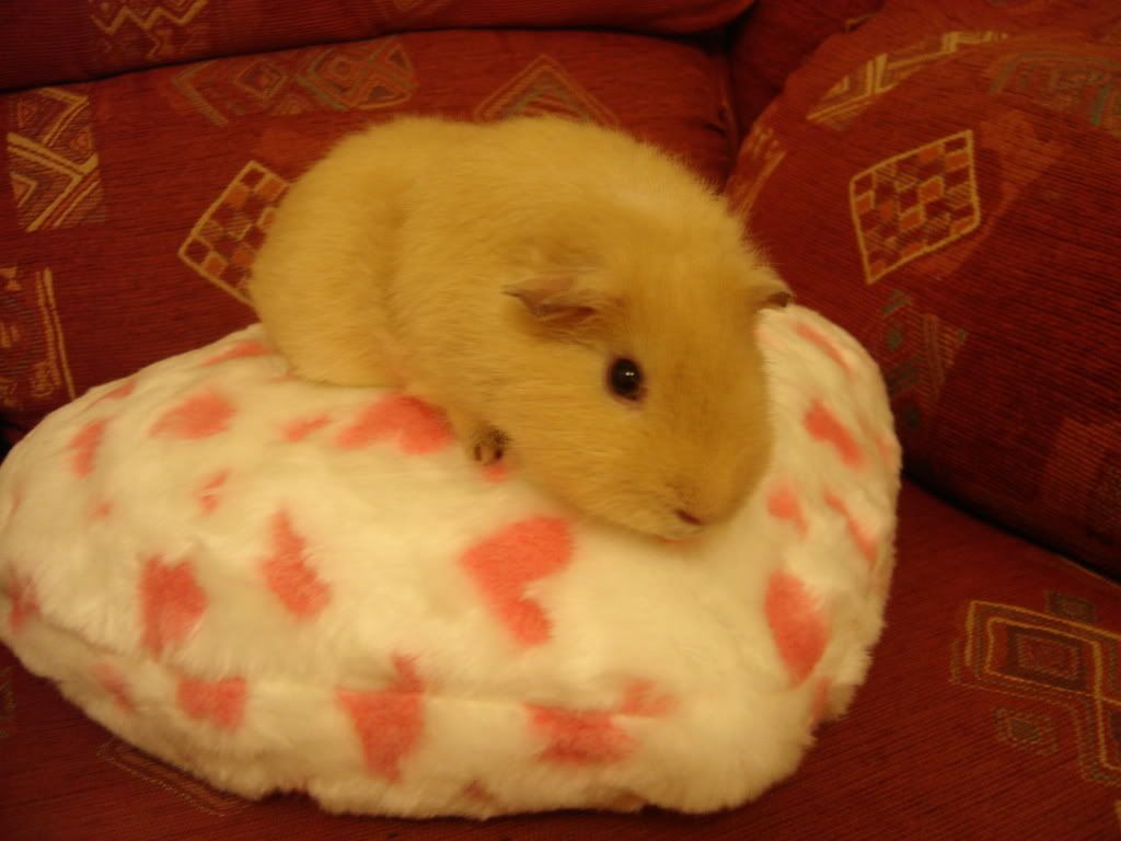DSC00707.jpg