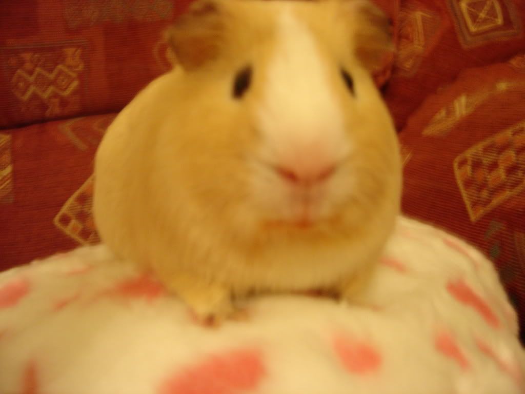 DSC00709.jpg