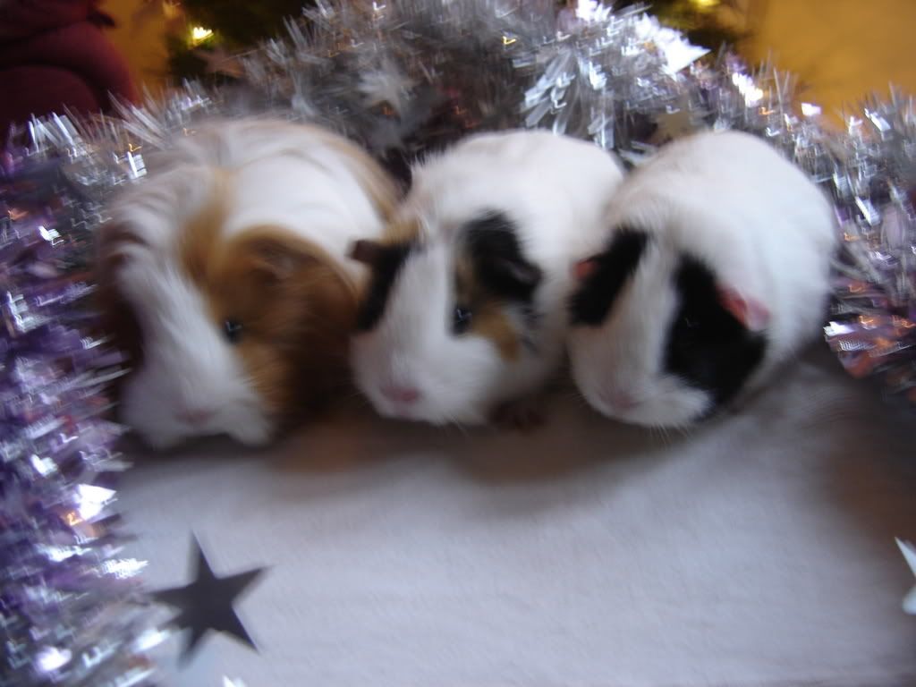 DSC00799.jpg