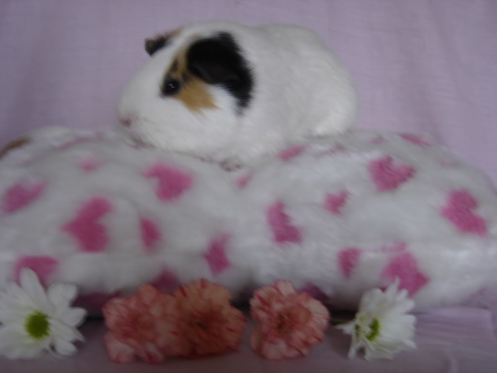 DSC00924.jpg