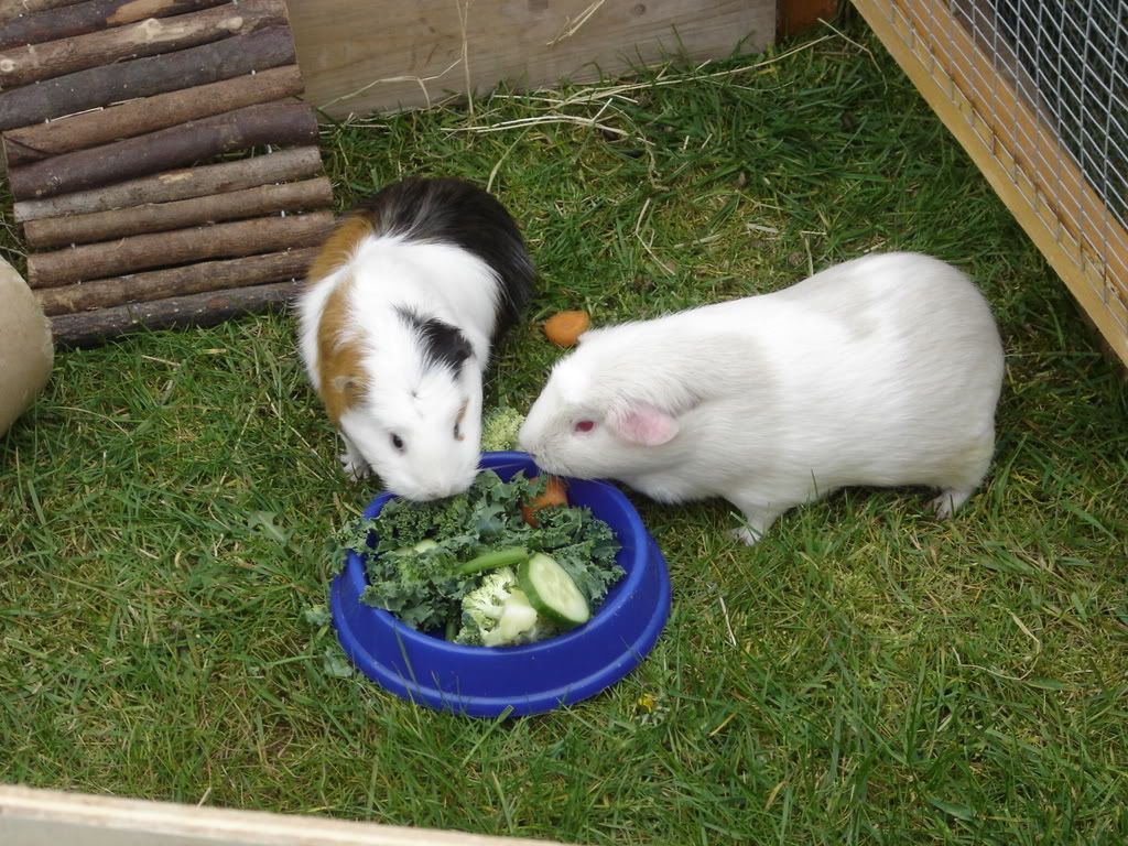 DSC01000.jpg