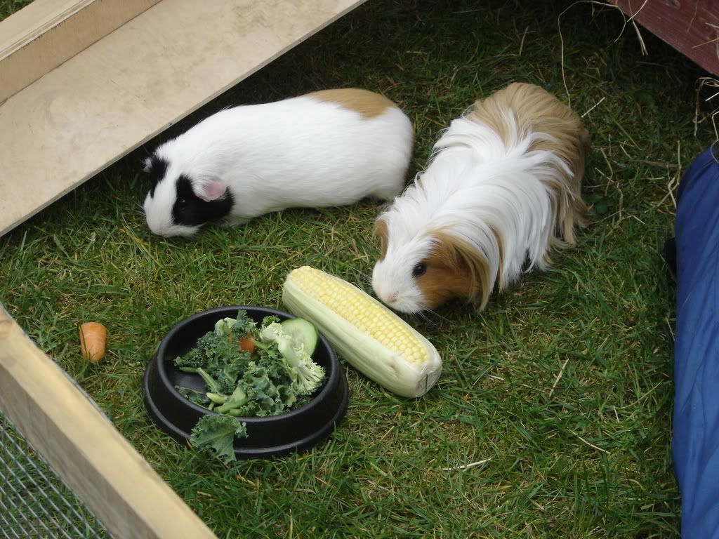 DSC01001.jpg