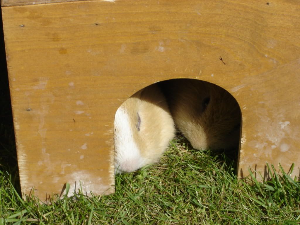 DSC01010.jpg