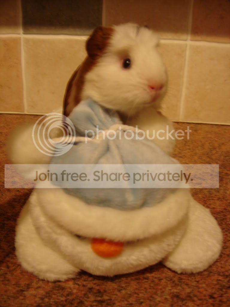 Poppy003.jpg