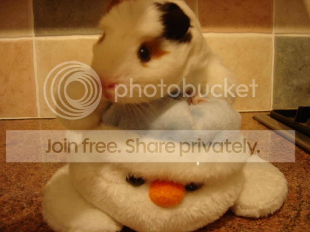 Poppy004.jpg