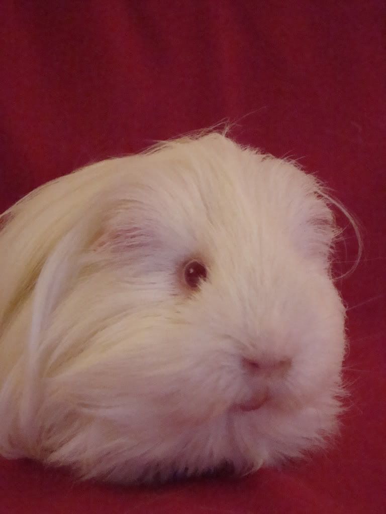 Squeak1.jpg