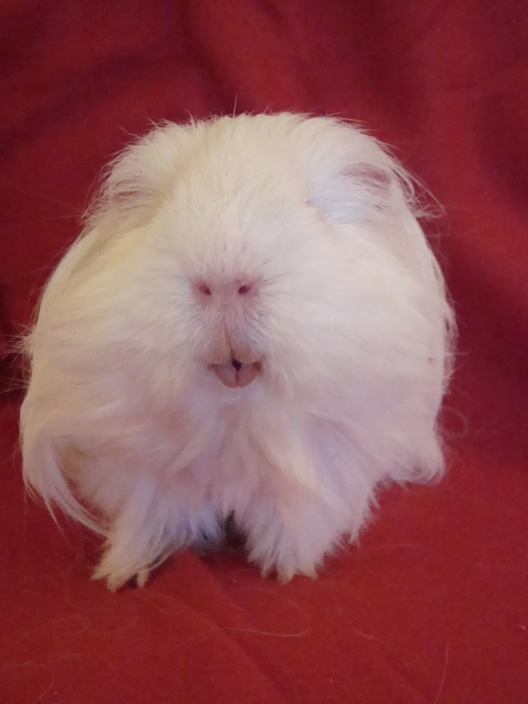 Squeak2.jpg
