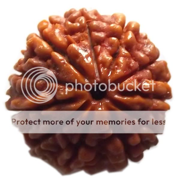 13 face round Rudraksha for attraction and desire  