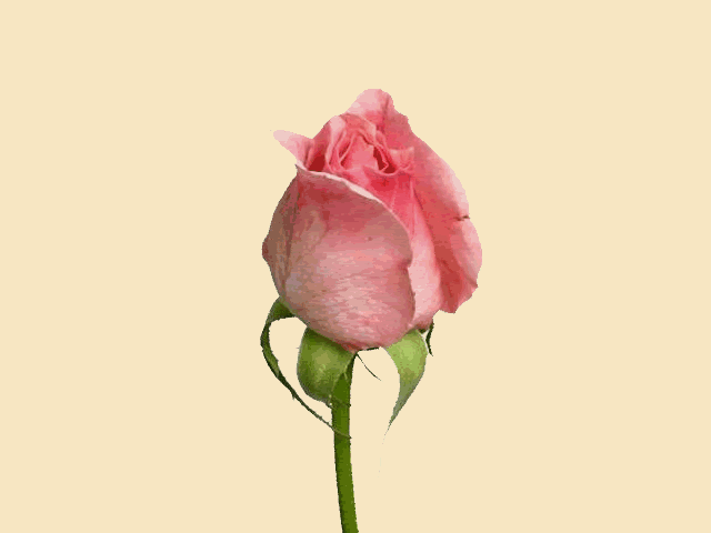 animation.gif