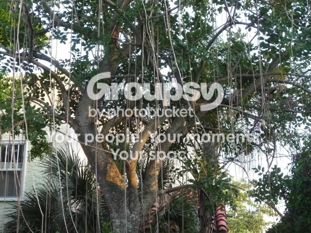 String Trees? - TROPICAL LOOKING PLANTS - Other Than Palms - PalmTalk