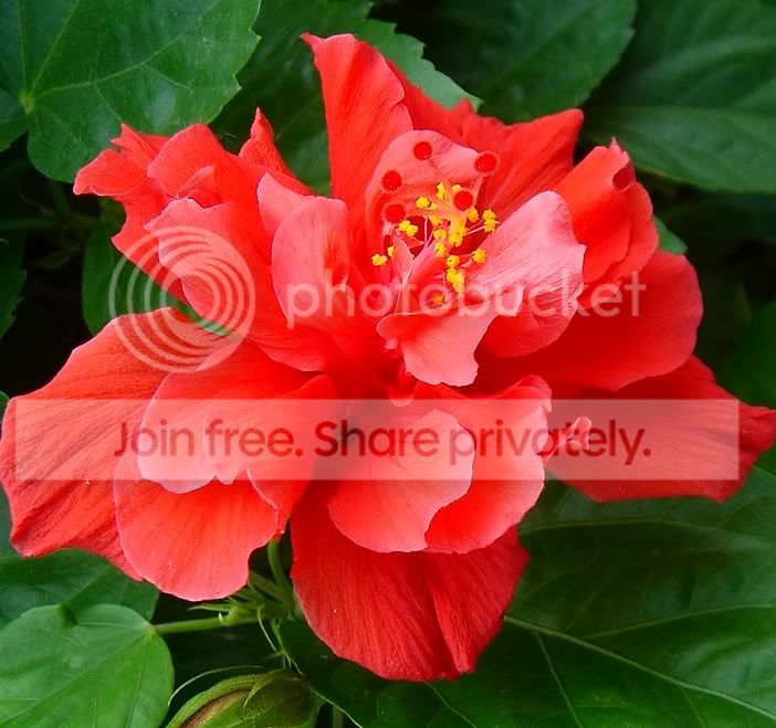 对焦成功的花照片